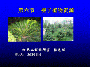 《植物资源裸子》PPT课件.ppt