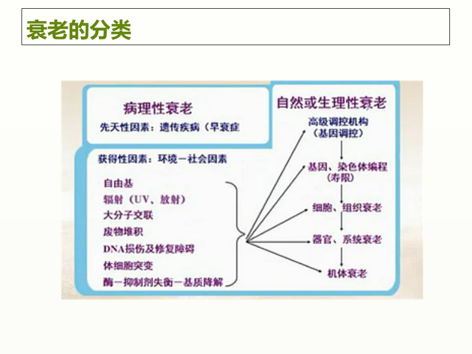 《美容化妆品学》PPT课件.ppt_第3页