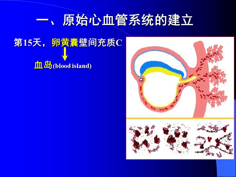 组织学与胚胎学25章节心血管系统发生.ppt_第3页