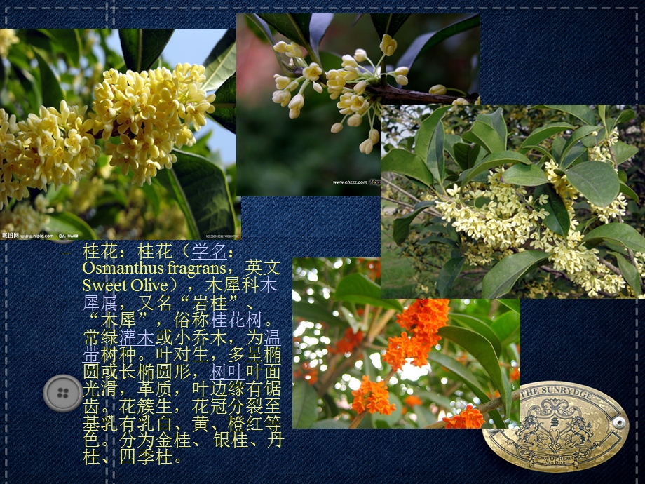 《秋季开花植物》PPT课件.ppt_第2页