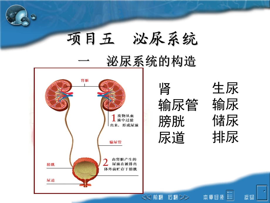 《泌尿系统构造》PPT课件.ppt_第1页