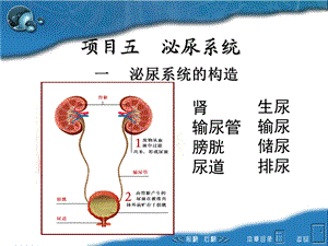 《泌尿系统构造》PPT课件.ppt