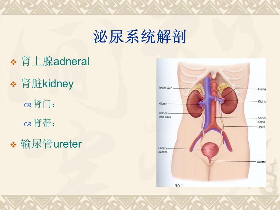 《泌尿系统内镜》PPT课件.ppt_第2页