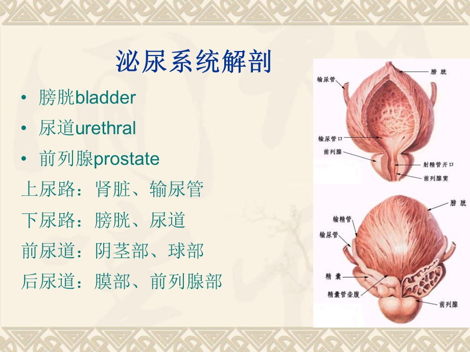 《泌尿系统内镜》PPT课件.ppt_第3页