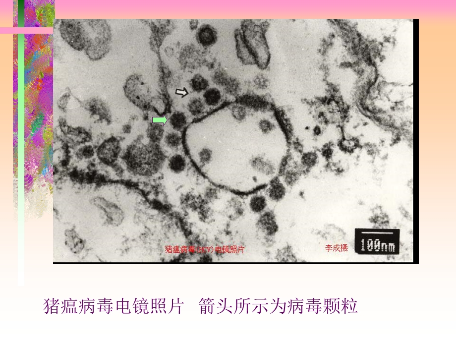 《猪瘟病理剖检》PPT课件.ppt_第3页