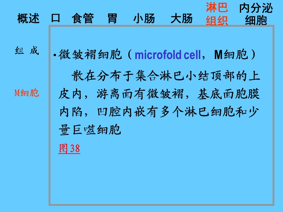 组织学课件14消化管中.ppt_第2页