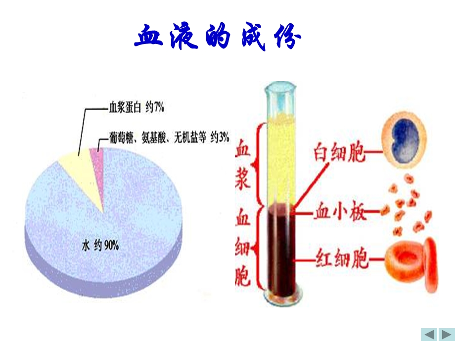 《体循环肺循环》PPT课件.ppt_第3页