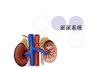 《泌尿系统解剖》PPT课件.ppt