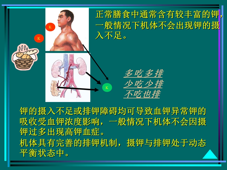 《病生钾代谢》PPT课件.ppt_第3页