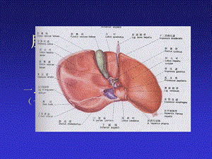 《肝脏断层解剖》PPT课件.ppt