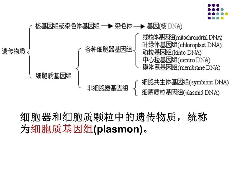 《细胞质遗》PPT课件.ppt_第3页