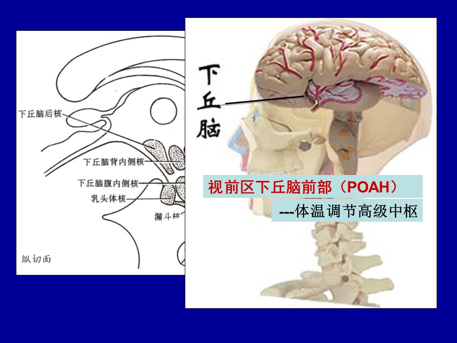 《病理生理发热》PPT课件.ppt_第3页