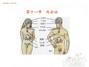 《内分泌北医》PPT课件.ppt