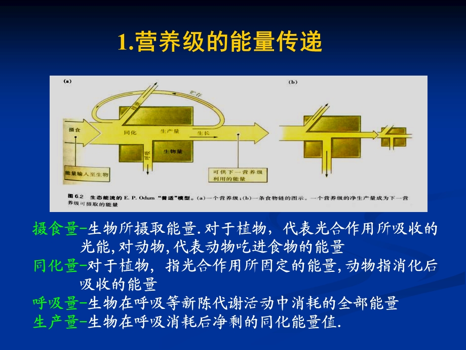 III生态系统的能量流动.ppt_第3页