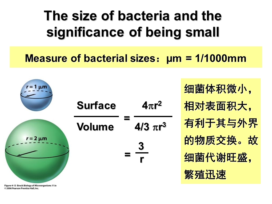 《细菌的形态与结构》PPT课件.ppt_第3页