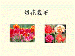 《切花栽培》PPT课件.ppt