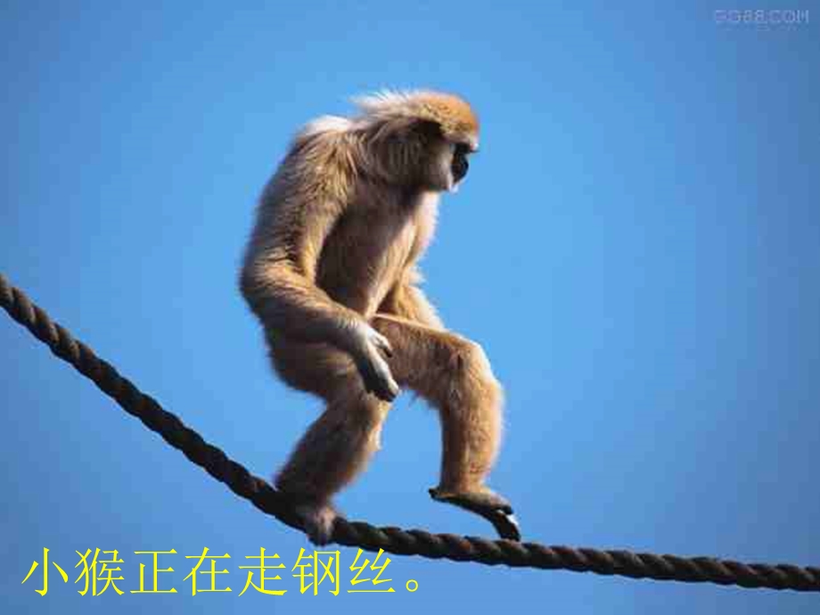 《看图写话观猴》PPT课件.ppt_第2页