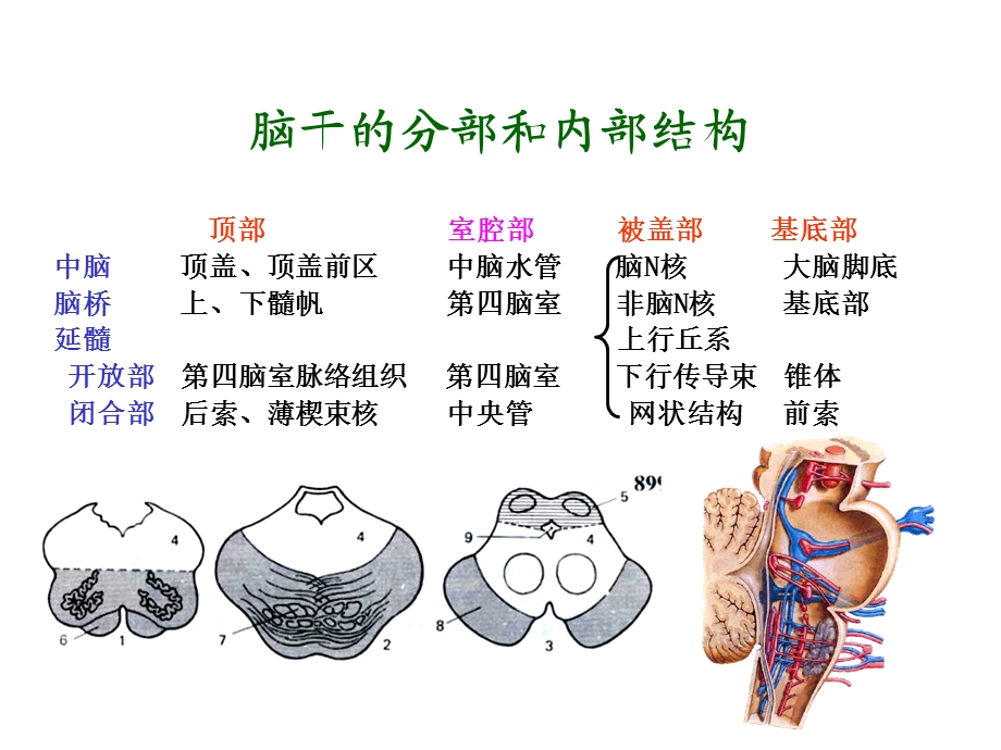 《脑干网状结构》PPT课件.ppt_第3页