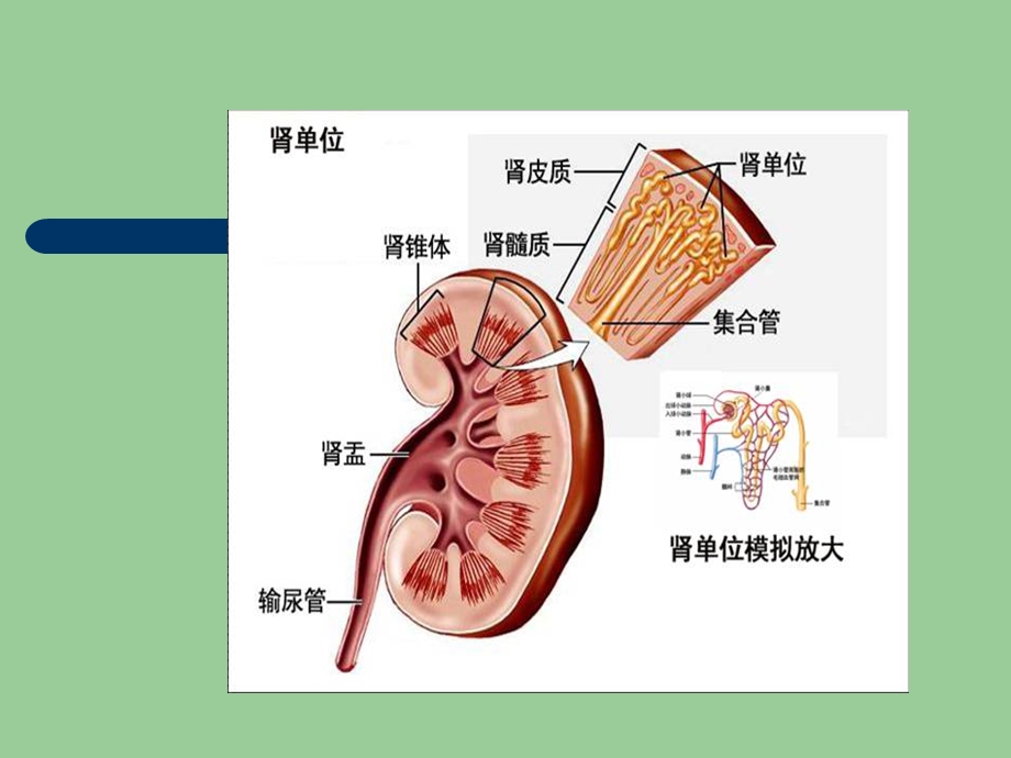 《泌尿系统教学》PPT课件.ppt_第2页