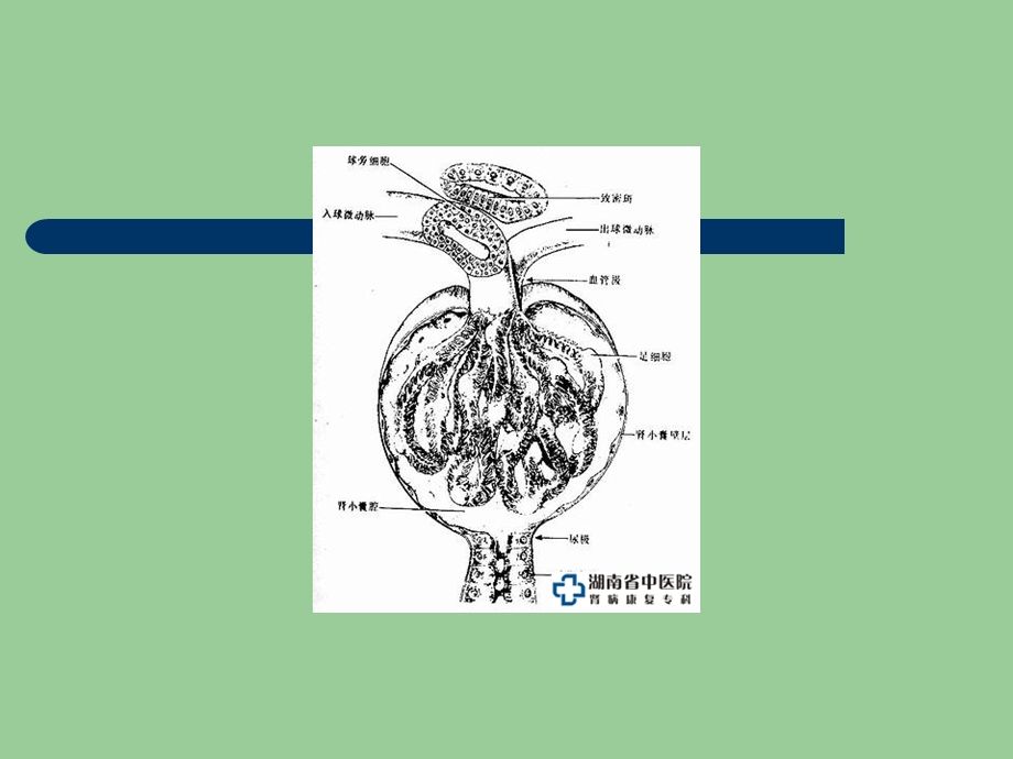 《泌尿系统教学》PPT课件.ppt_第3页