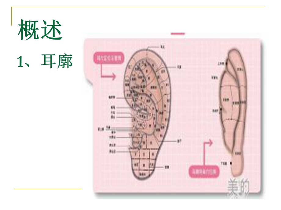 《耳针法及其应用》PPT课件.ppt_第3页