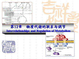 《物质代谢的调节》PPT课件.ppt