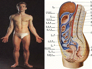 《腹部局解》PPT课件.ppt