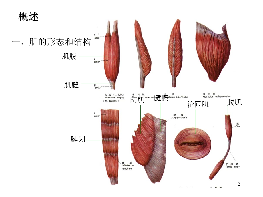 《肌肉医学解剖》PPT课件.ppt_第3页