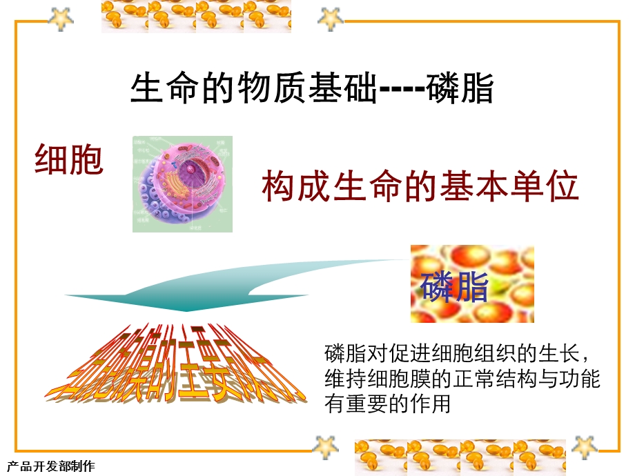 《磷脂培训教材》PPT课件.ppt_第2页