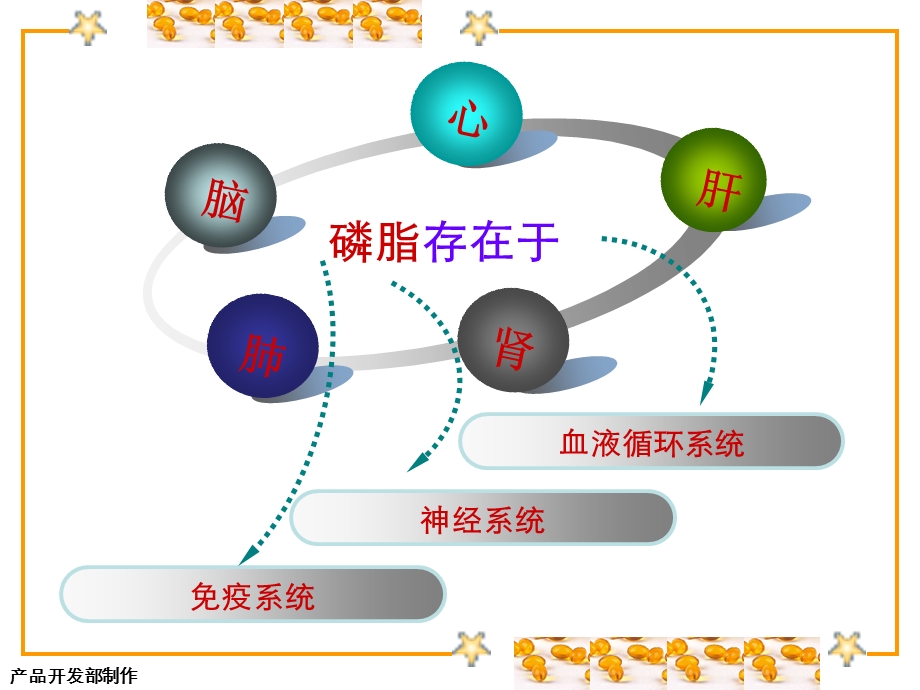 《磷脂培训教材》PPT课件.ppt_第3页