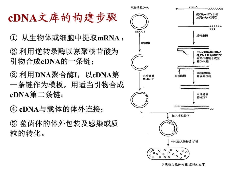 《生化制药》PPT课件.ppt_第3页