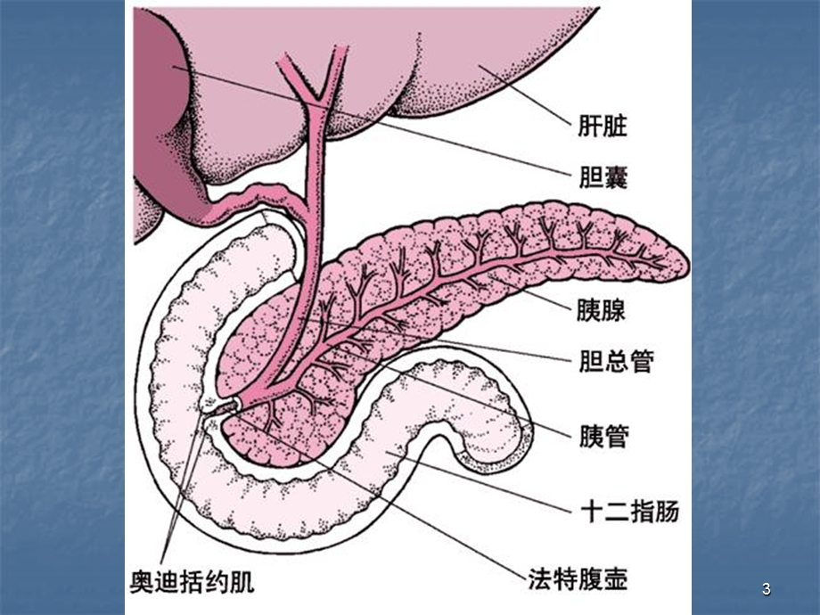 《胰腺影像学》PPT课件.ppt_第3页