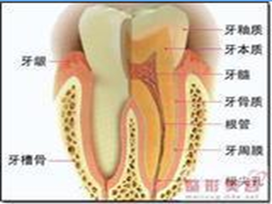 《根尖周病》PPT课件.ppt_第2页