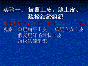 《组织学实验》PPT课件.ppt