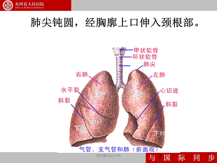 《支气管镜指南》PPT课件.ppt_第3页