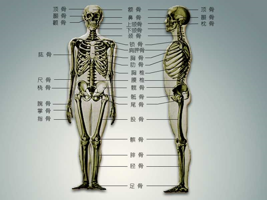 《神经解剖图谱》PPT课件.ppt_第3页