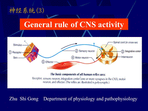 《神经系统英》PPT课件.ppt