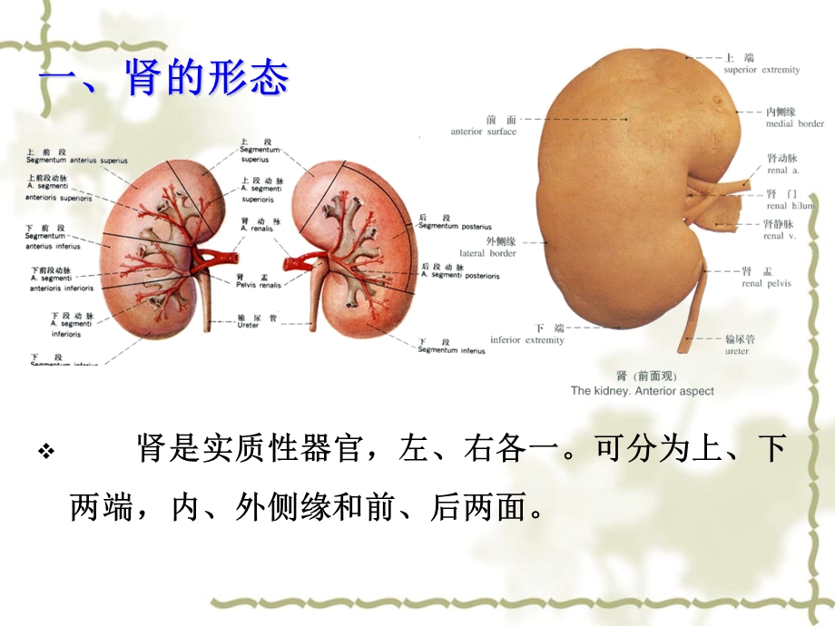 《泌尿系统》PPT课件.ppt_第3页