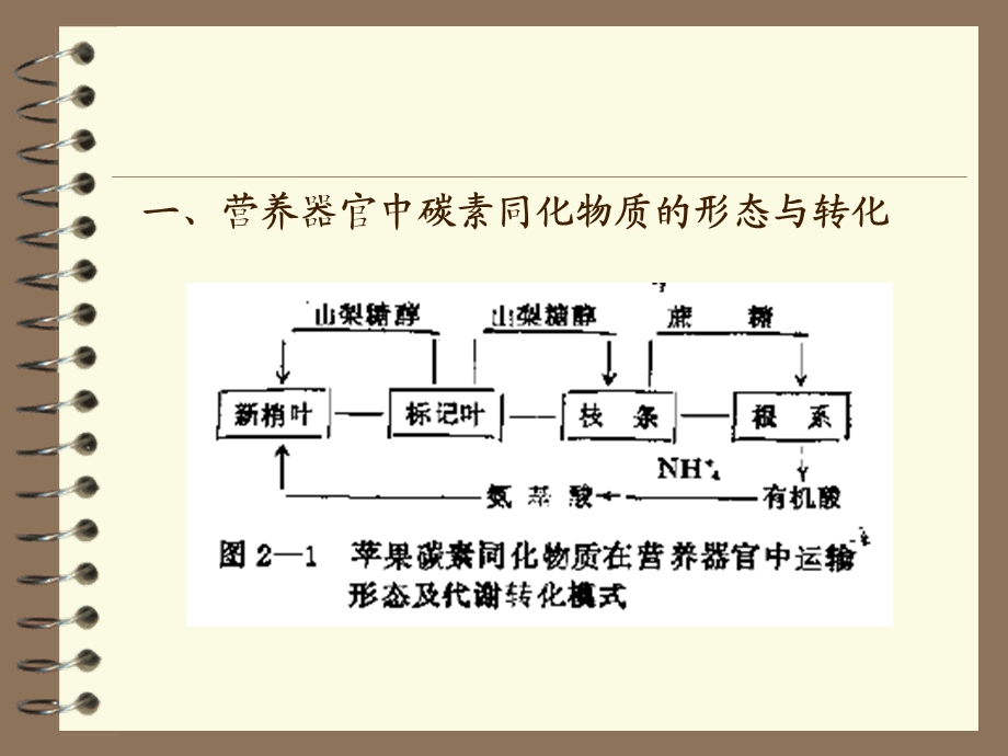 《果树碳素营养》PPT课件.ppt_第3页