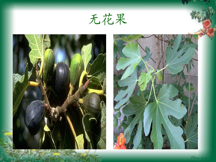 《植物分类桑科》PPT课件.ppt_第3页