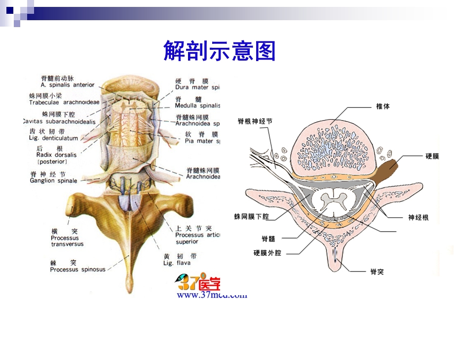 《脊髓蛛网膜炎》PPT课件.ppt_第3页