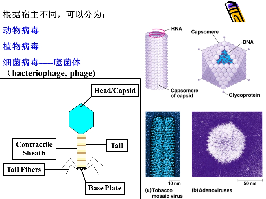 《病毒的传分析》PPT课件.ppt_第3页