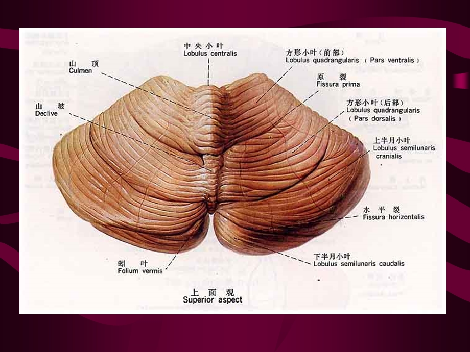 《精美解剖小脑》PPT课件.ppt_第3页