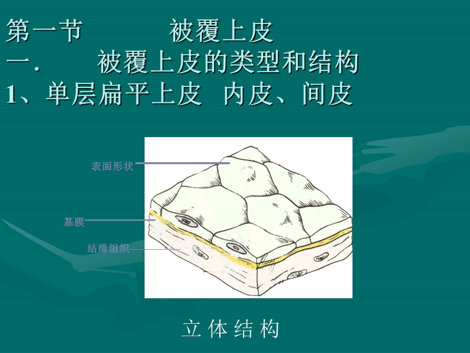 组织学与胚胎学 第二章 上皮组织.ppt_第3页