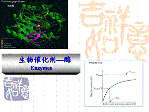 《生物催化剂》PPT课件.ppt