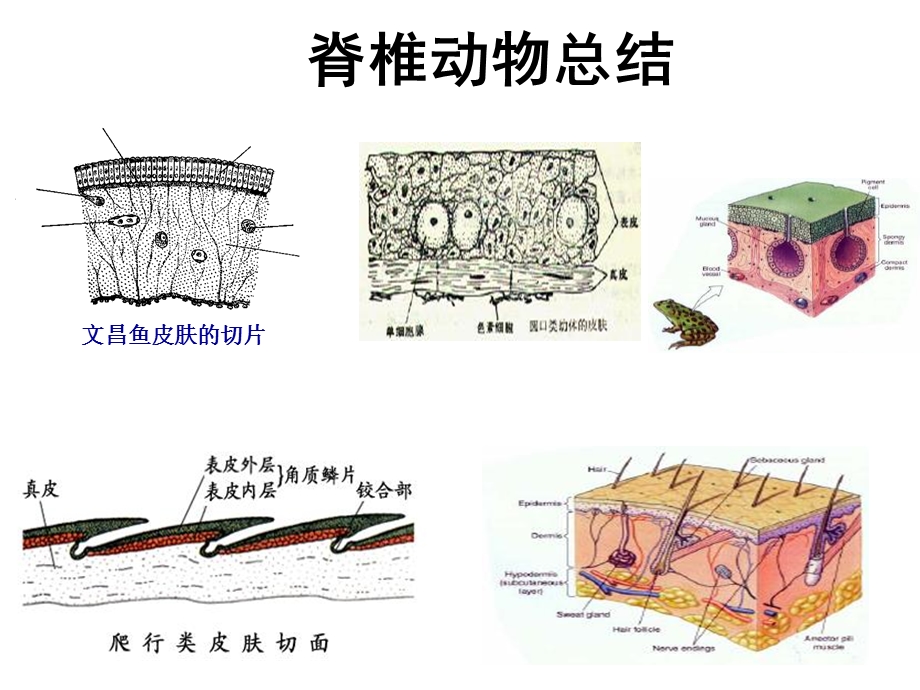 《脊椎动物总结》PPT课件.ppt_第1页