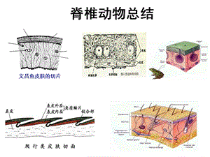 《脊椎动物总结》PPT课件.ppt