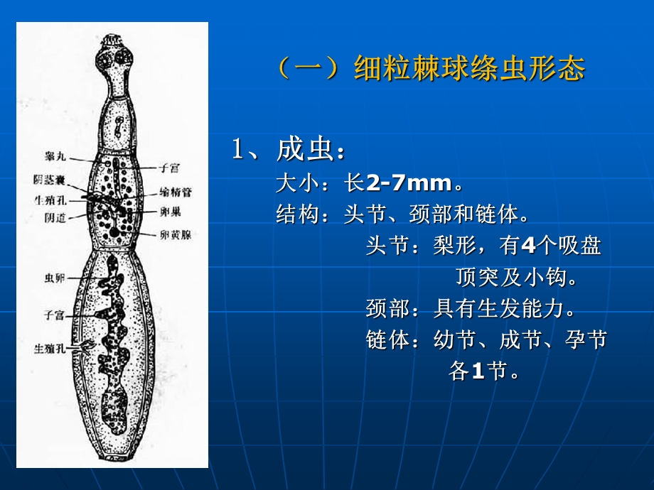 《犬猫常见绦虫》PPT课件.ppt_第3页