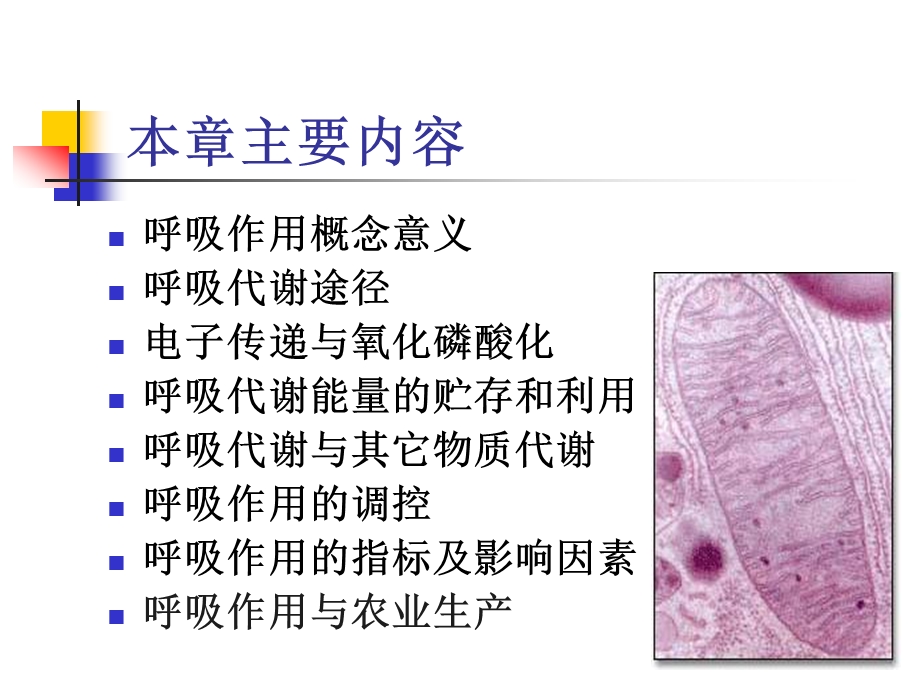 植物生理学 第41章 章呼吸作用.ppt_第2页