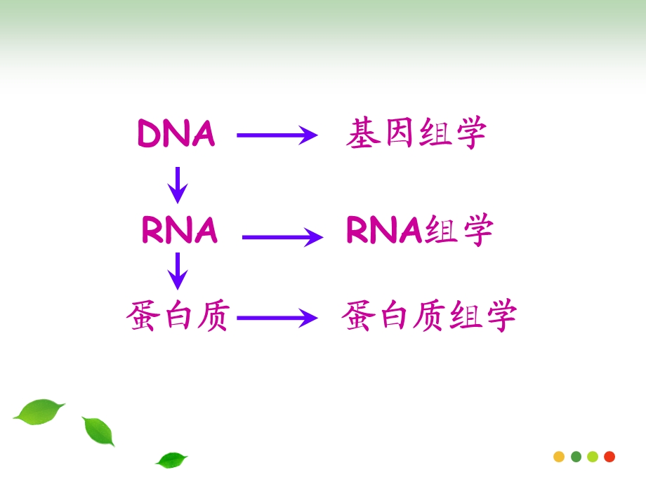 《microRNA研究》PPT课件.ppt_第3页